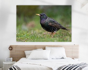 Common Starling ( Sturnus vulgaris ) on the ground, nice metallic shimmering plumage