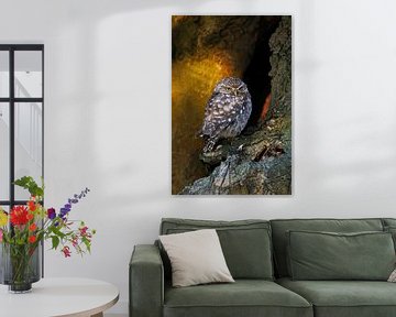 Little Owl / Minervas Owl ( Athene noctua ) perched in an old tree in wonderful morning light by wunderbare Erde