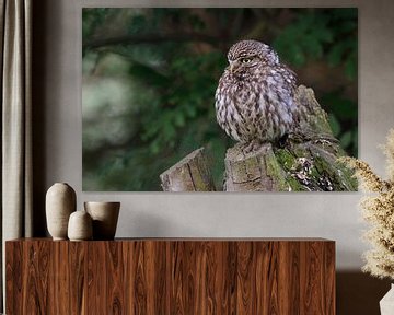 Little Owl ( Athene noctua ) perched on an old pollard tree sur wunderbare Erde