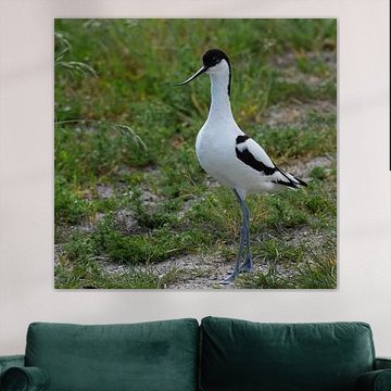 Kluut op Terschelling