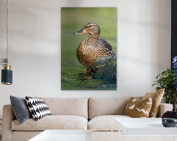 Mallard / Wild Duck ( Anas platyrhynchos ) van wunderbare Erde