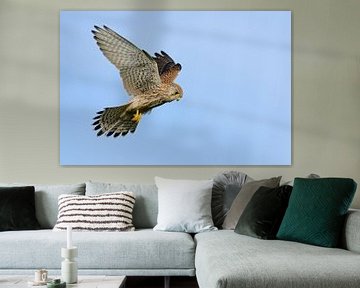 Torenvalk (Falco tinnunculus) schudt de blauwe lucht van wunderbare Erde
