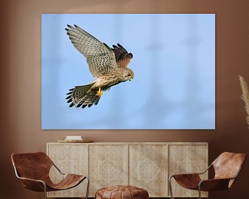 Le faucon crécerelle (Falco tinnunculus) secoue le ciel bleu sur wunderbare Erde