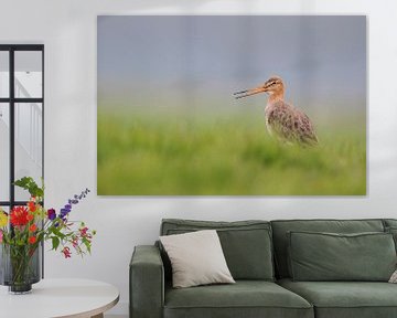 Black-tailed Godwit ( Limosa limosa), calling van wunderbare Erde