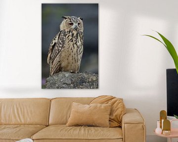 Eurasian Eagle-Owl ( Bubo bubo ), perched on a rock, wildlife, Europe. by wunderbare Erde