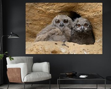 Eurasian Eagle Owls ( Bubo bubo ), young chicks, in front of their nesting site in a sand pit