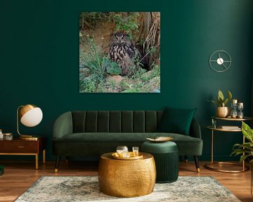 Eurasian Eagle Owl ( Bubo bubo ), resting under bushes