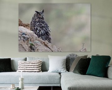 Eurasian Eagle Owl ( Bubo bubo ), wildlife sur wunderbare Erde