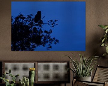 Eurasian Eagle Owl ( Bubo bubo ) at night, perched high up in a tree