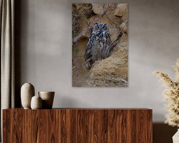 Eagle Owl ( Bubo bubo ), young bird, sitting in a steep sand cliff sur wunderbare Erde