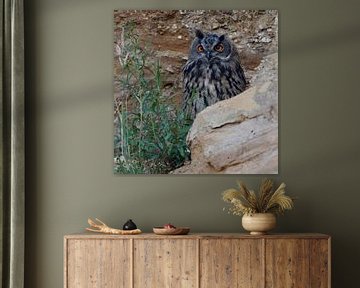 Eurasian Eagle Owl ( Bubo bubo ), grown up, resting, hiding behind rocks