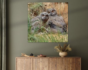 Eurasian Eagle Owls ( Bubo bubo ), young chicks, hiding over day van wunderbare Erde