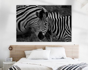 zebra in afrika van Christiaan Van Den Berg