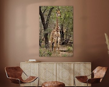 Giraffe in Afrika von Christiaan Van Den Berg