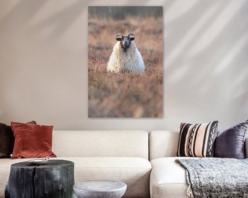 Schaap op de uitkijk van Karin van Rooijen Fotografie