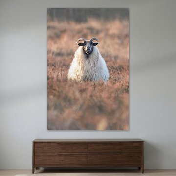 Schafe auf der Lauer