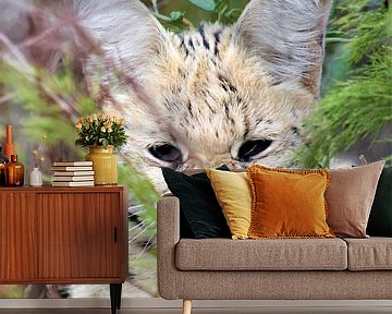 serval kat van Christiaan Van Den Berg