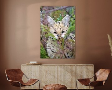 serval kat van Christiaan Van Den Berg