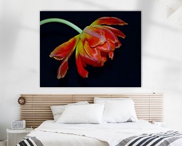 Tulp van Jessica Berendsen