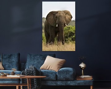 éléphant en Afrique sur Christiaan Van Den Berg
