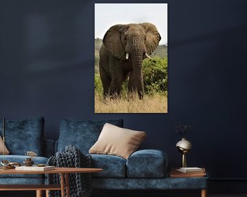 olifant in Afrika