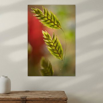 Macrofoto van takje haver