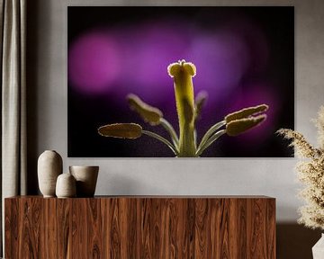 Stamper en meeldraden van een tulp