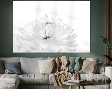 Chrysanthemum in black and white photography by Ratna Bosch