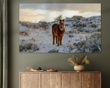 pony in besneeuwde duinen vlieland van hein van houten