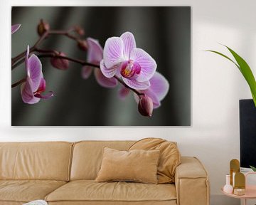 Orchidee by Clazien Boot
