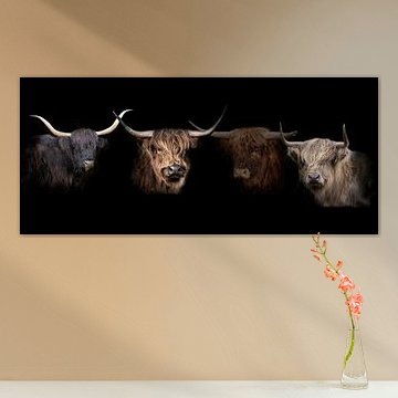 Schotse Hooglanders, Scottish Highlanders, compilatie.