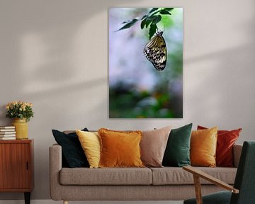 Makro - Schmetterling von Angelique Brunas