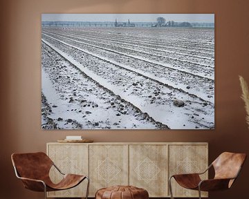vast bulb fields in the winter by eric van der eijk