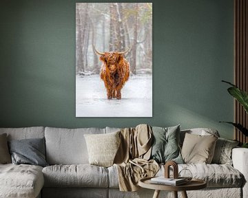 Portret van een Schotse Hooglander koe in de sneeuw