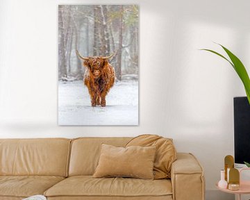 Portrait d'une vache écossaise des Highlands dans la neige