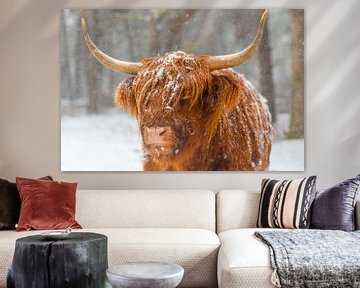 Portret van een Schotse hooglander koe in de sneeuw van Sjoerd van der Wal