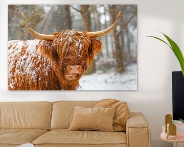 Portrait d'une vache écossaise des Highlands dans la neige sur Sjoerd van der Wal Photographie