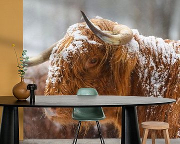 Portret van een Schotse hooglander koe in de sneeuw van Sjoerd van der Wal Fotografie