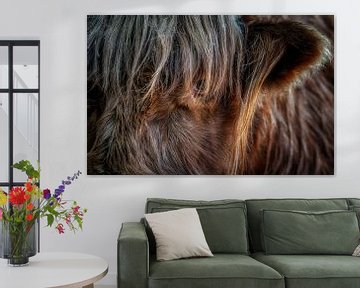 Highland cattle by Photo Wall Decoration