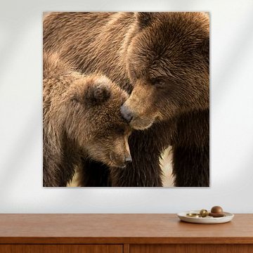 Alaskanischer Braunbär (Ursus arctos gyas)