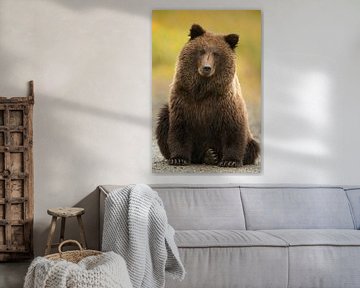 Alaska Peninsula Brown Bear, Ursus arctos gyas von AGAMI Photo Agency