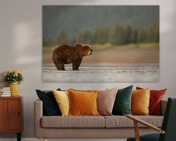 Grizzly Bear, Ursus arctos von AGAMI Photo Agency
