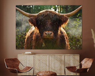 A Scottish highland cattle by Discover Dutch Nature