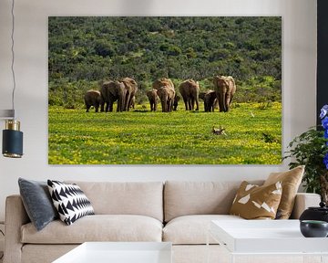 Elephants in South Africa among flowers in Addo Elephant National Park by Discover Dutch Nature
