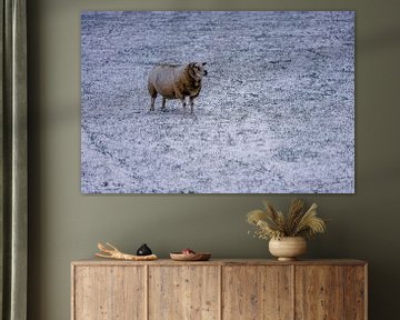 Moutons en hiver à Texel sur Texel360Fotografie Richard Heerschap