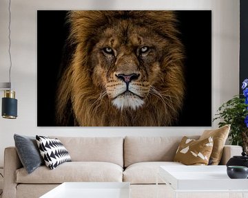 angry lion looks straight at me by nathalie Peters Koopmans