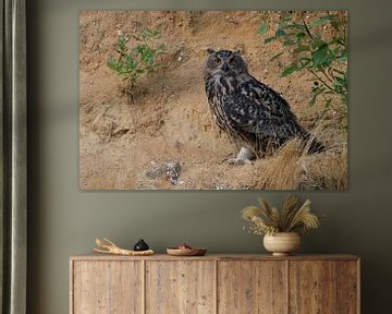 Eurasian Eagle Owl ( Bubo bubo ) in the slope of a sand pit, wildlife, Europe van wunderbare Erde