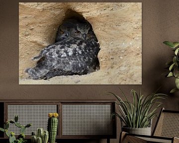 Eurasian Eagle Owl ( Bubo bubo ), adult with chick, resting in the entrance of its nesting site van wunderbare Erde