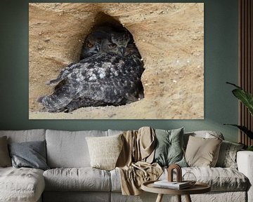 Eurasian Eagle Owl ( Bubo bubo ), adult with chick, resting in the entrance of its nesting site van wunderbare Erde