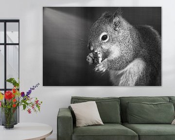 Een eekhoorn van WeVaFotografie